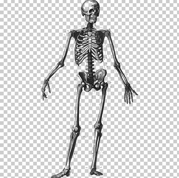 Human Skeleton Bone Human Body Homo Sapiens Anatomy PNG, Clipart, Anatomy, Arm, Axial Skeleton, Biology, Black And White Free PNG Download