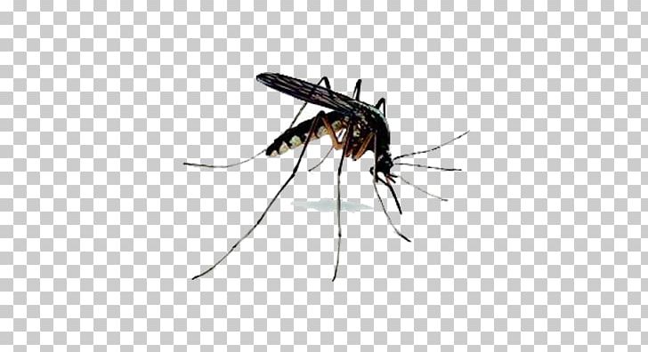 Mosquito Insect Fly Bug Zapper Racket PNG, Clipart, Arthropod, Bug Zapper, Electricity, Fly, Insect Free PNG Download