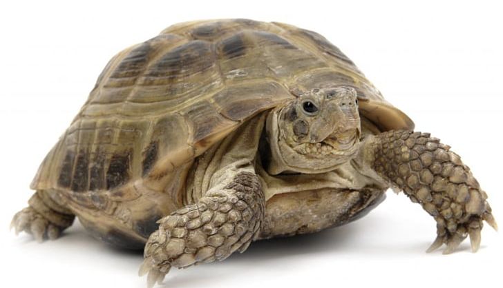 Turtle Reptile Gopherus Desert Tortoise Russian Tortoise PNG, Clipart, Alligator Snapping Turtle, Animal, Animals, Biology, Box Turtle Free PNG Download