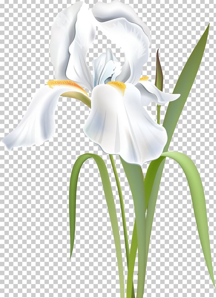 Flower Irises Orris Root Iridaceae White PNG, Clipart, Blue, Collection, Color, Cut Flowers, Flower Free PNG Download