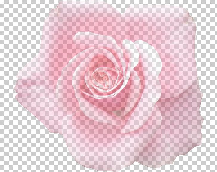 Garden Roses Cabbage Rose Floribunda Graphics PNG, Clipart, Blossom, Cut Flowers, Flora, Floribunda, Flower Free PNG Download