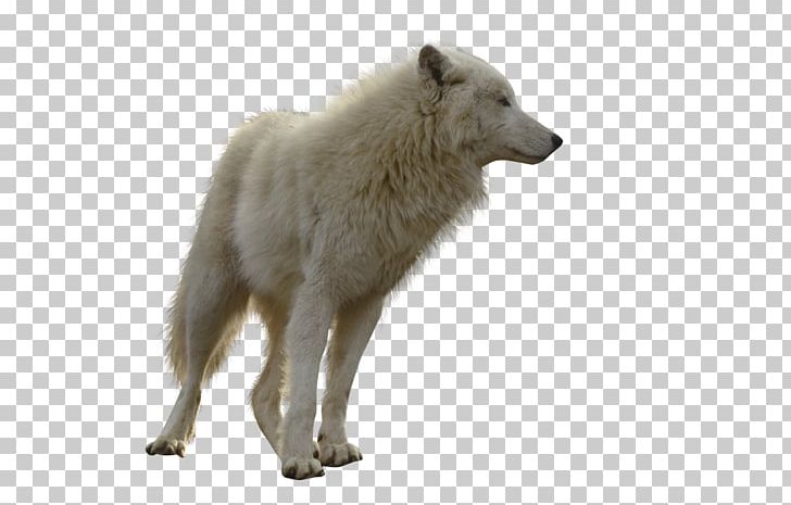 Gray Wolf PNG, Clipart, Animals, Canis Lupus Tundrarum, Desktop Wallpaper, Dog Like Mammal, Fur Free PNG Download