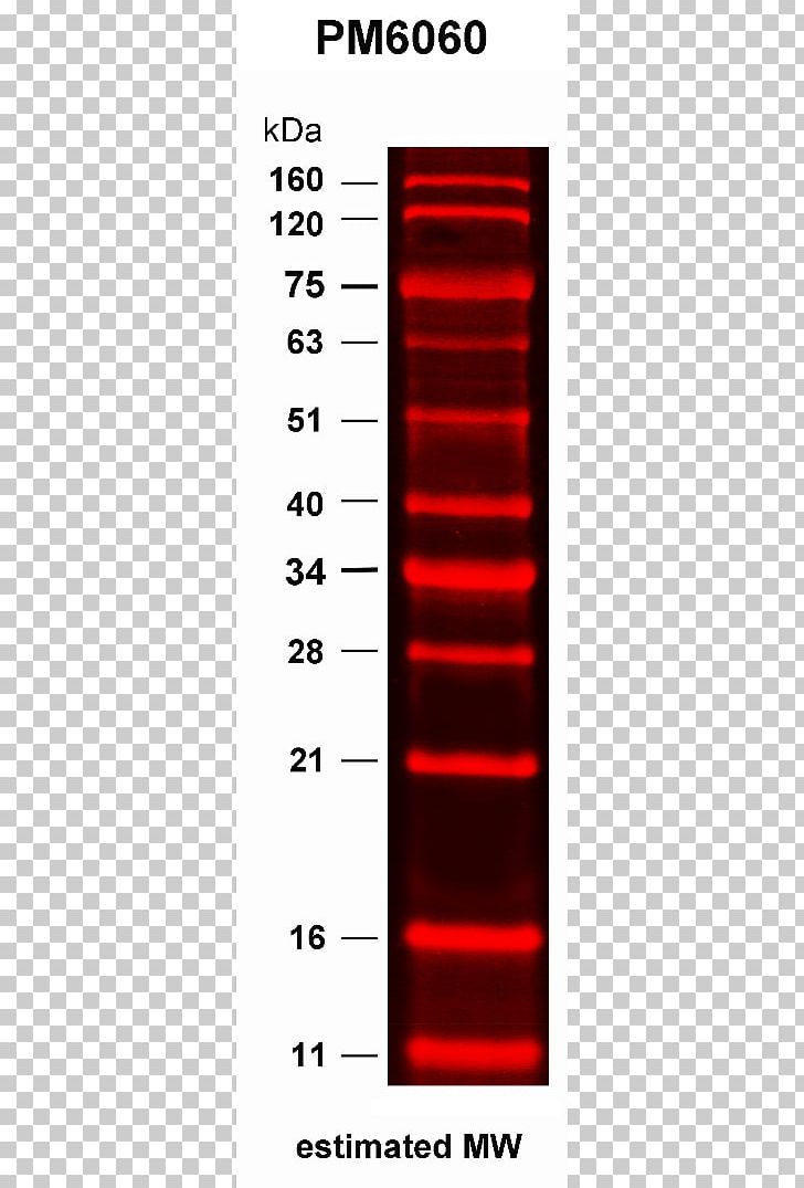 SDS-PAGE Polyacrylamide Gel Electrophoresis Green Fluorescent Protein Fluorescence PNG, Clipart, Angle, Area, Blood, Brand, Dna Free PNG Download