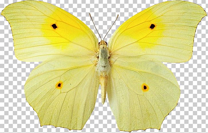 Butterfly Yellow Colias Croceus PNG, Clipart, Animal, Arthropod, Bombycidae, Brush Footed Butterfly, Butterflies And Moths Free PNG Download