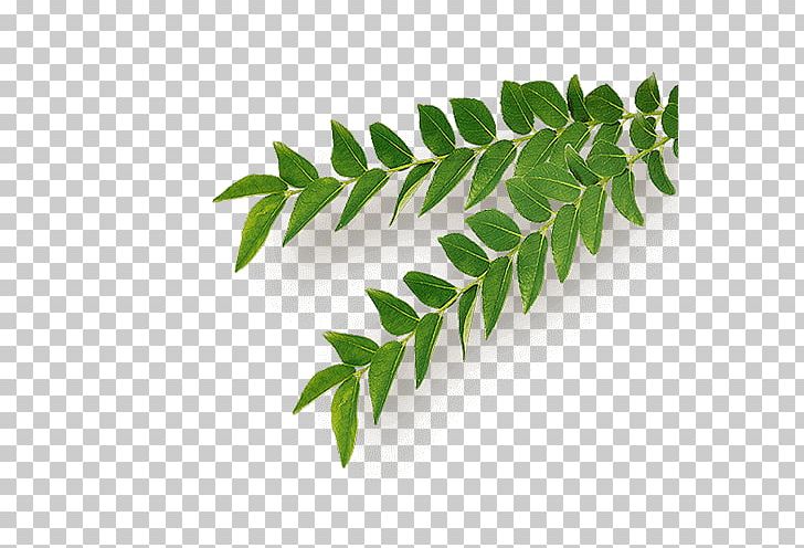 Neem Tree Herb Curry Tree Vitamin PNG, Clipart, Branch, Curry Tree, Herb, Herbalism, Industry Free PNG Download
