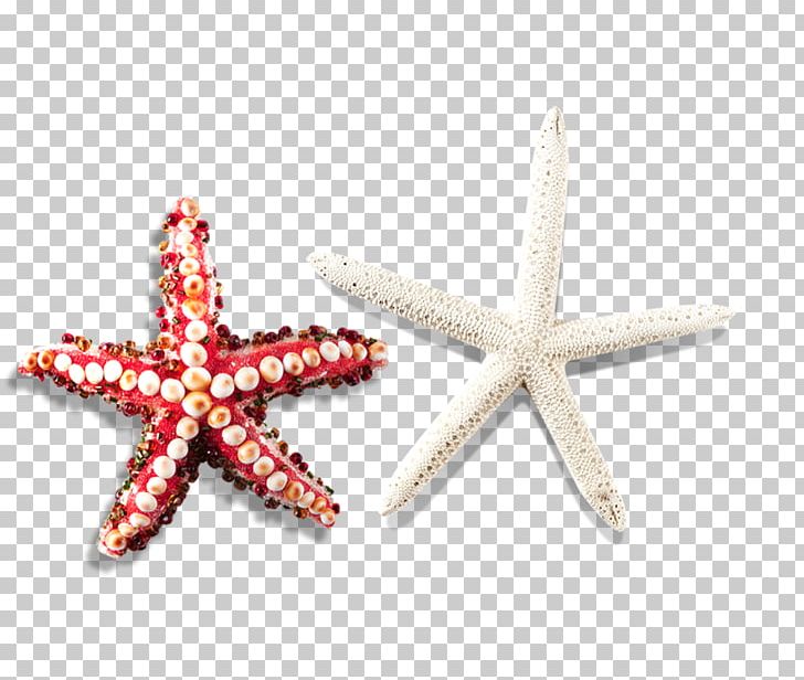 Starfish Icon PNG, Clipart, Abstract Pattern, Animals, Body Jewelry, Download, Fivepointed Free PNG Download