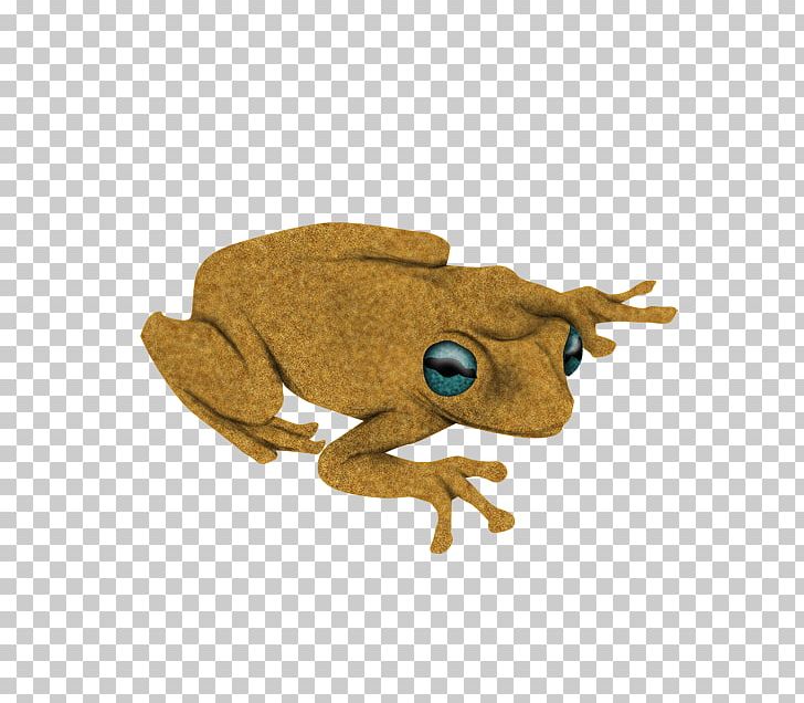 Toad True Frog Tree Frog PNG, Clipart, Amphibian, Animals, Frog, Organism, Ranidae Free PNG Download