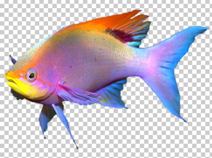 Coral Reef Fish PNG, Clipart, Animaatio, Animals, Bony Fish, Coral Reef Fish, Digital Image Free PNG Download