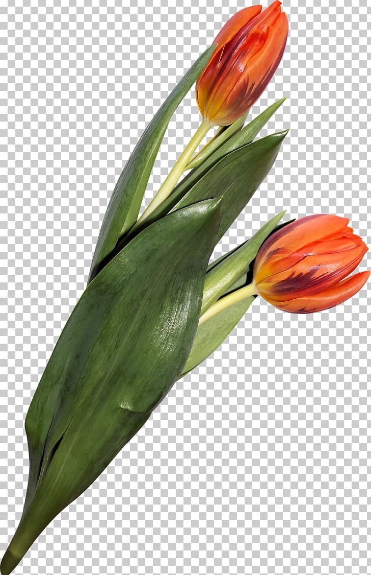 Flower Tulip Weed PNG, Clipart, Bud, Computer Network, Cut Flowers, Download, Flower Free PNG Download