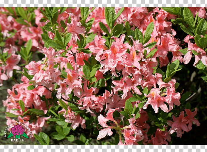 Azalea PNG, Clipart, Azalea, Flower, Flowering Plant, Others, Plant Free PNG Download