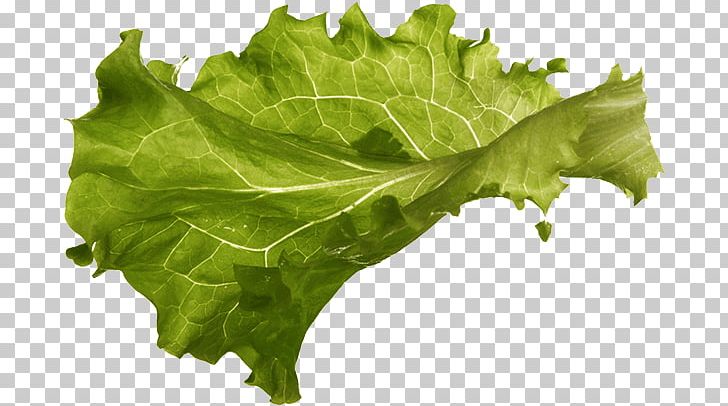 Lettuce Spring Greens Sandwich Vertumnus Vegetable PNG, Clipart, Chard, Collard Greens, Food Drinks, Fresh, Leaf Free PNG Download