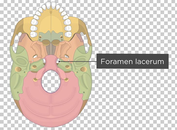 Pterygoid Processes Of The Sphenoid Pterygoid Hamulus Medial Pterygoid Muscle Lateral Pterygoid Muscle Skull PNG, Clipart, Anatomy, Bone, Fantasy, Greater Wing Of Sphenoid Bone, Inferior Rectus Muscle Free PNG Download