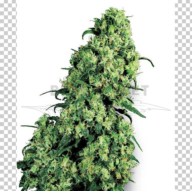 Skunk Cannabis Sativa Marijuana Seed PNG, Clipart, Animals, Autoflowering Cannabis, Breed, Cannabis, Cannabis Sativa Free PNG Download