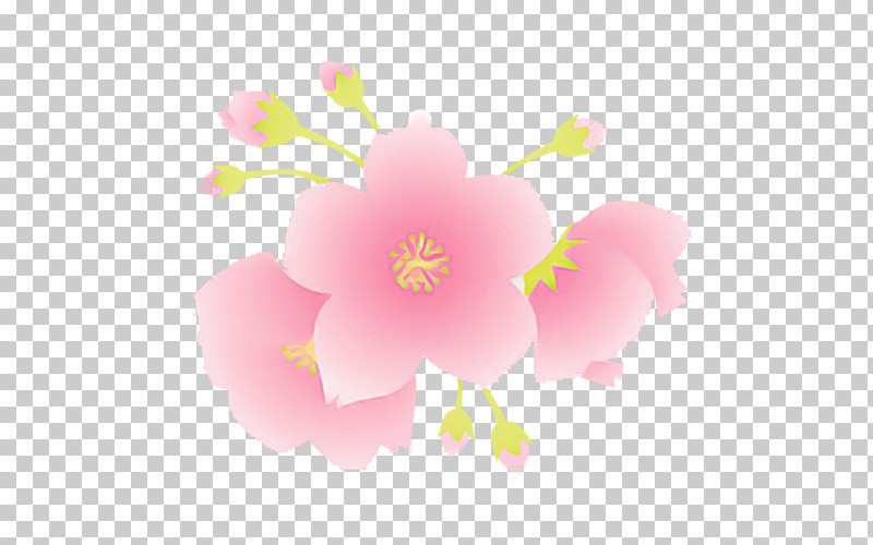Cherry Blossom PNG, Clipart, Biology, Blossom, Cherry, Cherry Blossom, Computer Free PNG Download