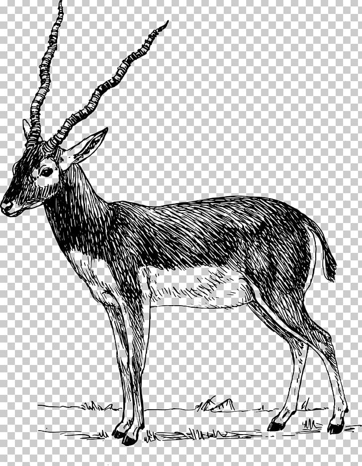 Antelope Pronghorn Impala PNG, Clipart, Animal, Antelope, Antilop, Antler, Bla Free PNG Download
