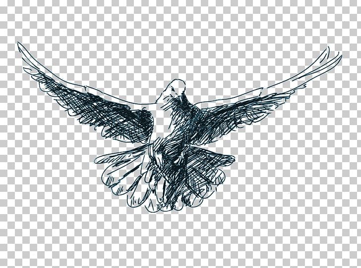 Bald Eagle Drawing Columbidae PNG, Clipart, Art, Bald Eagle, Beak, Bird, Bird Of Prey Free PNG Download