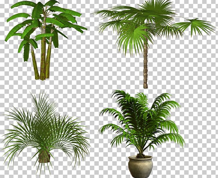 Display Resolution Resolution Desktop PNG, Clipart, Arecaceae, Arecales, Attalea Speciosa, Borassus Flabellifer, Coconut Free PNG Download