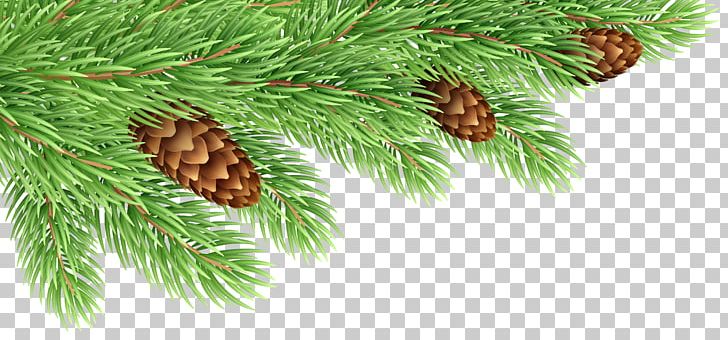 Fir Pine Conifer Cone PNG, Clipart, Branch, Branches, Buckle, Christmas, Christmas Ornament Free PNG Download