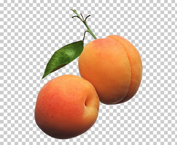 Apricot Kernel Vegetable Oil Fruit Noyau PNG, Clipart, Apricot, Apricot Kernel, Auglis, Bitter Orange, Brush Free PNG Download