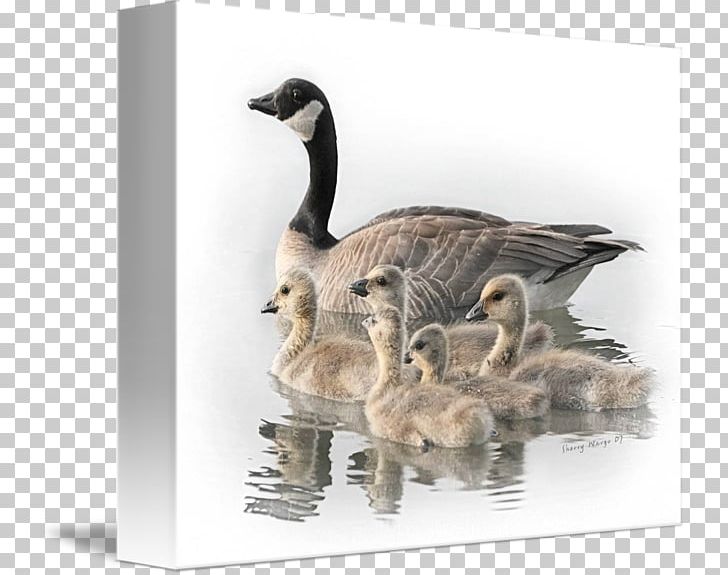 Canada Goose Duck Bird Mallard PNG, Clipart, Anatidae, Animal, Barnacle Goose, Beak, Bird Free PNG Download