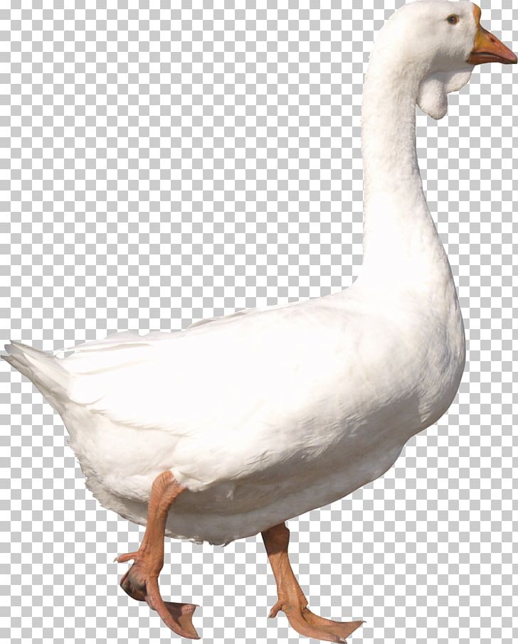 Goose Duck PNG, Clipart, American Pekin, Anatidae, Animal, Animals, Beak Free PNG Download