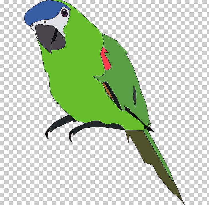 Parrot Bird Budgerigar PNG, Clipart, Animals, Beak, Bird, Budgerigar, Common Pet Parakeet Free PNG Download
