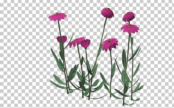 Pink Chrysanthemum Indicum Cut Flowers PNG, Clipart, 2018, Chrysanthemum, Chrysanthemum Indicum, Cut Flowers, Dianthus Free PNG Download