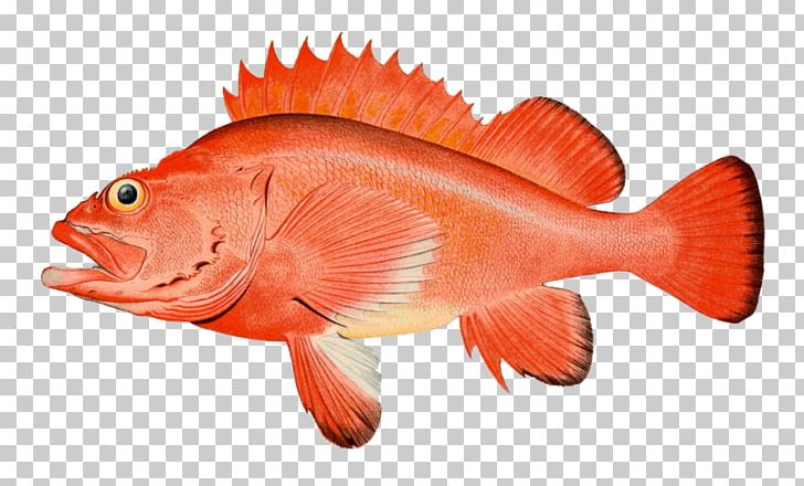 Rougheye Rockfish Pacific Ocean Perch Yelloweye Rockfish Copper Rockfish Scorpionfishes PNG, Clipart, Black Rockfish, Bony Fish, Copper Rockfish, Fauna, Fin Free PNG Download