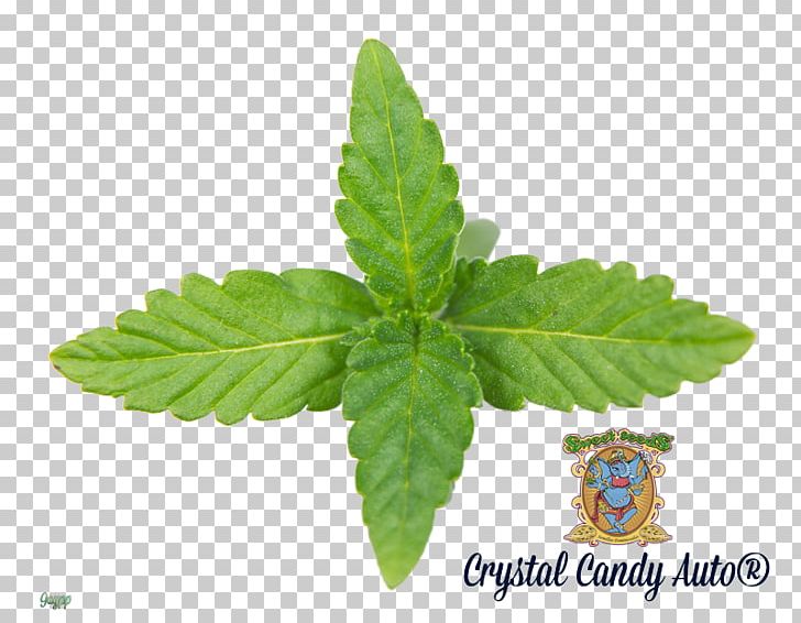 Stevia Herb Sweetness Candy Tea PNG, Clipart, Candy, Cannabis Ruderalis, Food, Hemp, Herb Free PNG Download