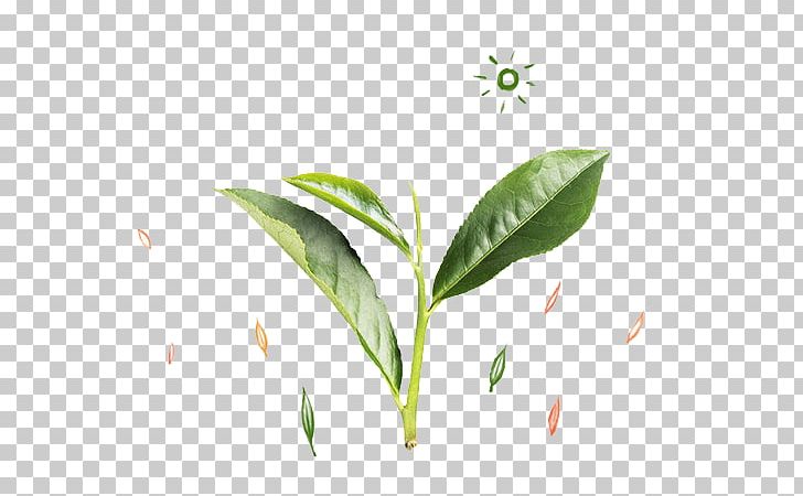 Tea Leaf Green PNG, Clipart, Background Green, Brand, Computer Wallpaper, Designer, Download Free PNG Download