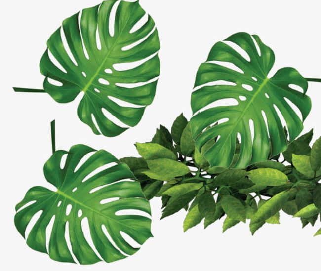 Tropical Plants Green Leaves PNG, Clipart, Green, Green Clipart, Leaf, Leaves Clipart, Plant Free PNG Download