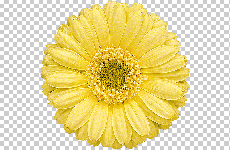 Artificial Flower PNG, Clipart, Artificial Flower, Aster, Asterales, Barberton Daisy, Chamomile Free PNG Download