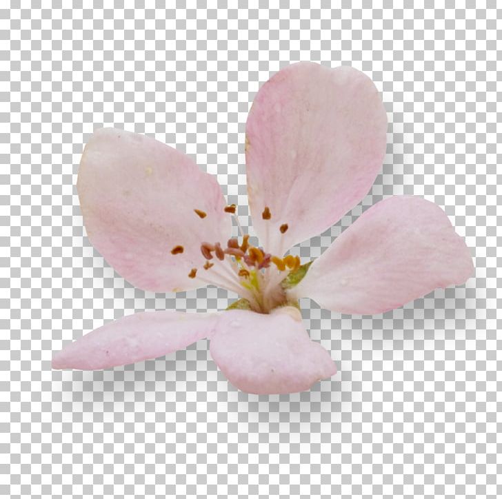 Cherry Blossom Petal ST.AU.150 MIN.V.UNC.NR AD PNG, Clipart, Blossom, Cherry, Cherry Blossom, Flower, Flowering Plant Free PNG Download