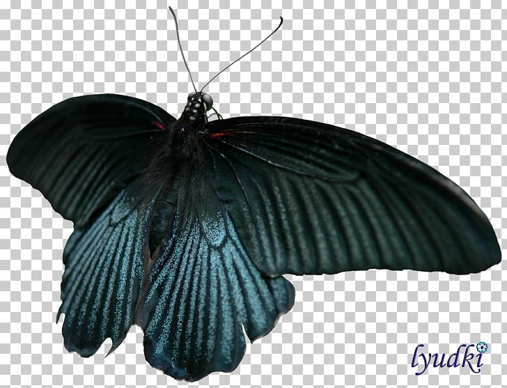 Butterfly Insect Moth PNG, Clipart, Animal, Arthropod, Brush Footed Butterfly, Butterflies And Moths, Butterfly Free PNG Download