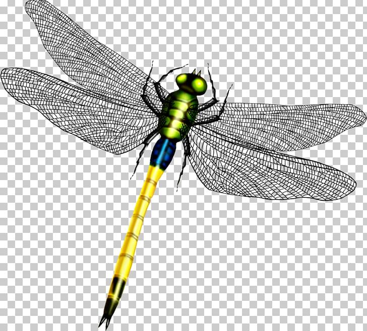 Dragonfly Wing Icon PNG, Clipart, Angel Wing, Angel Wings, Animal, Arthropod, Beauty Free PNG Download