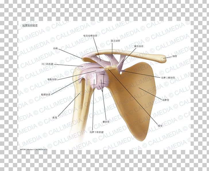 Ligament Shoulder Joint Anatomy Bone PNG, Clipart, Anatomy, Angle, Anterior Cruciate Ligament, Arm, Bone Free PNG Download