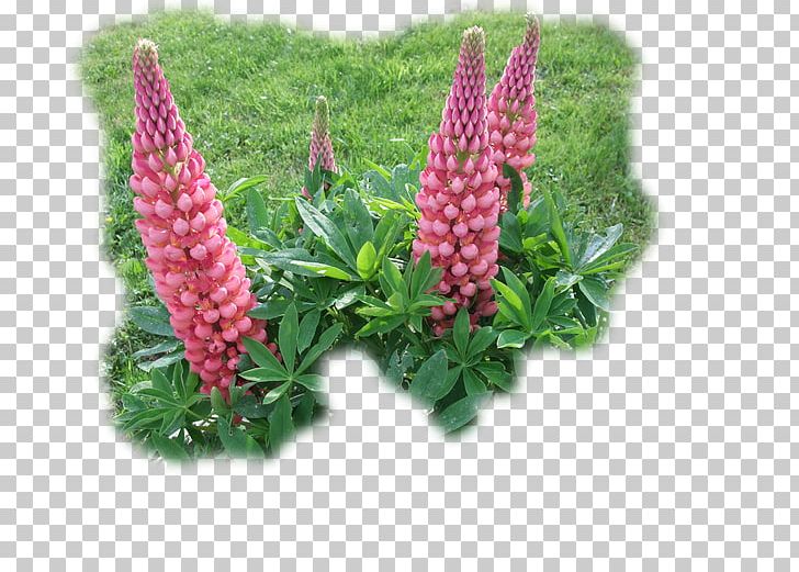 Lupin Limited PNG, Clipart, Flower, Lupin, Lupine, Lupin Limited, Others Free PNG Download