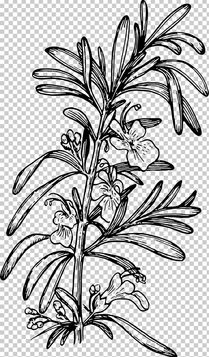 Rosemary Computer Icons Drawing PNG, Clipart, Art, Artwork, Black And White, Branch, Computer Icons Free PNG Download