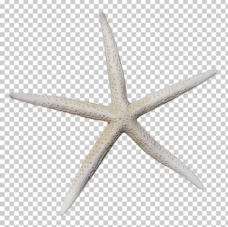 Starfish Marine Invertebrates PNG, Clipart, Angle, Animal, Animals, Download, Echinoderm Free PNG Download