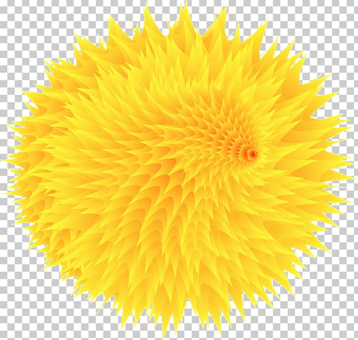 Transvaal Daisy Common Daisy Flower Yellow Daisy Family PNG, Clipart, Blue, Bot, Chrysanthemum, Common Daisy, Cut Flowers Free PNG Download