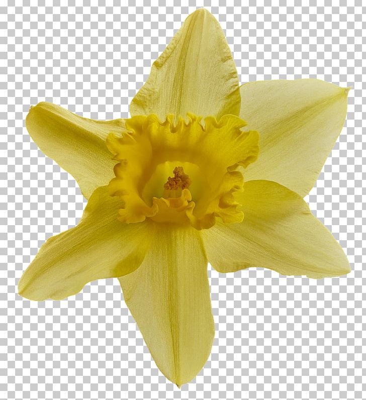 Wild Daffodil Desktop Portable Network Graphics Jonquille PNG, Clipart, Amaryllis Family, Bitki, Daffodil, Desktop Wallpaper, Flower Free PNG Download