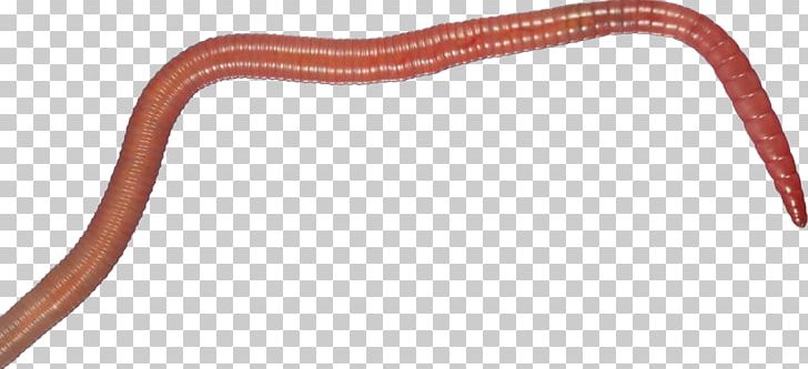 Worms PNG, Clipart, Worms Free PNG Download