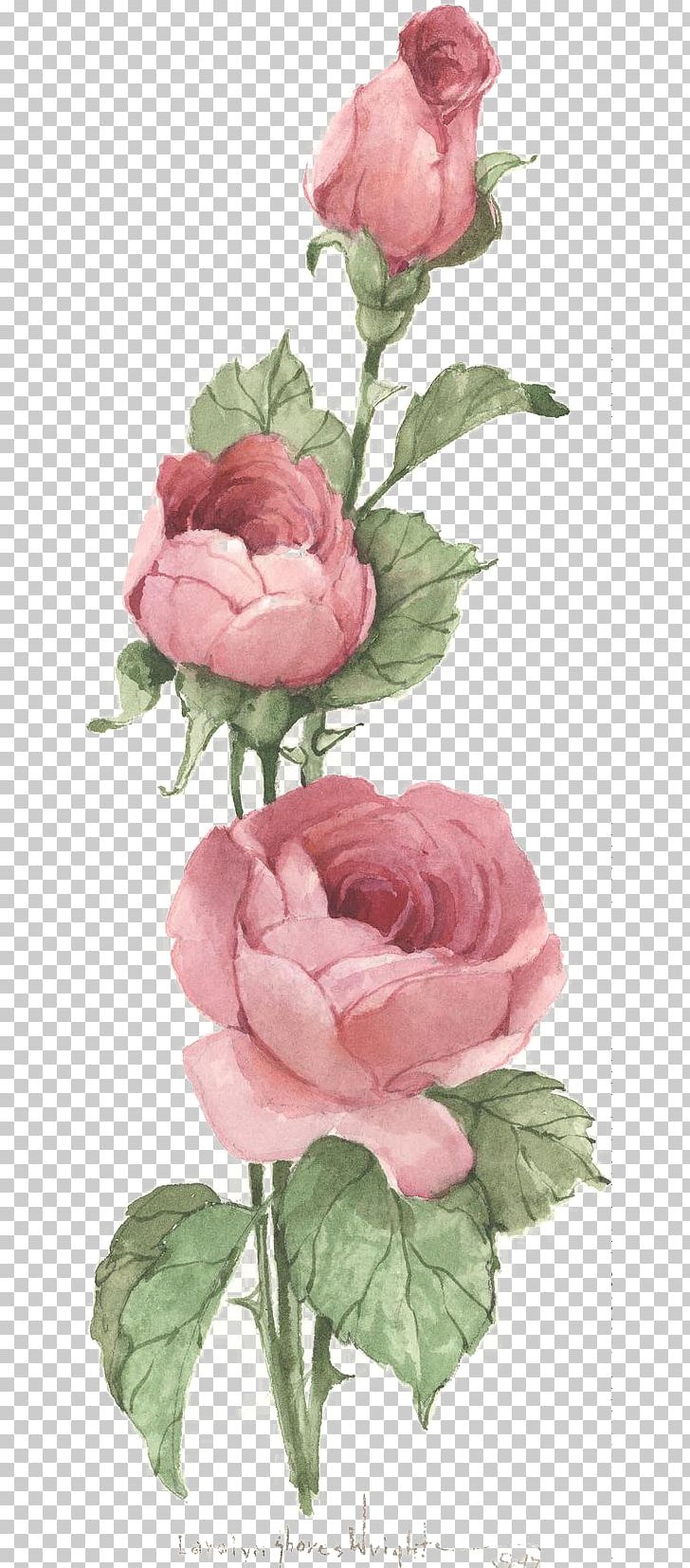 Centifolia Roses Vintage Clothing Pink Antique PNG, Clipart, Begonia, Centifolia Roses, Color, Floribunda, Flower Free PNG Download