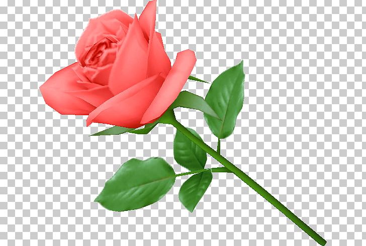 Desktop PNG, Clipart, Bud, China Rose, Color, Computer Icons, Cut Flowers Free PNG Download