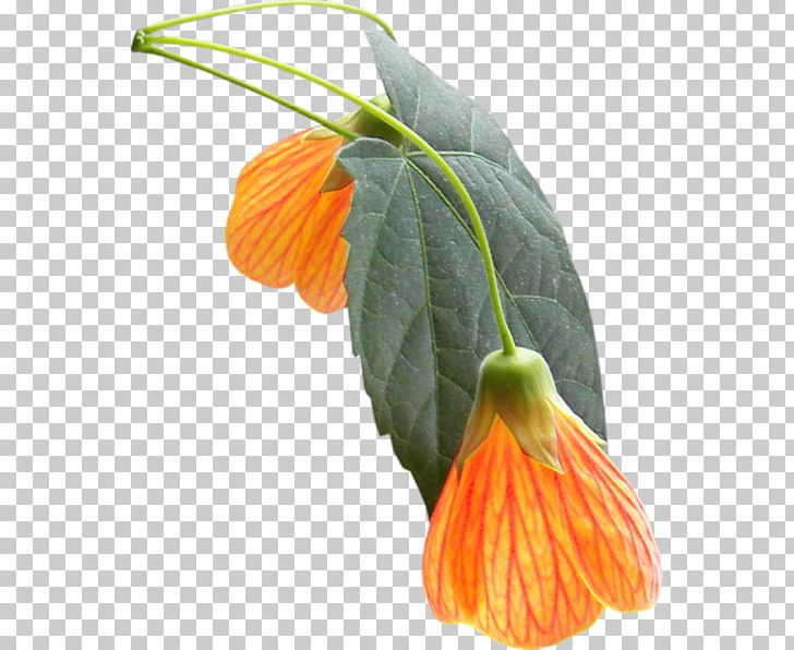 Orange Petal Flower Yellow 2403 (عدد) PNG, Clipart, Ansichtkaart, Author, Cicek Resimleri, Flower, Fruit Nut Free PNG Download