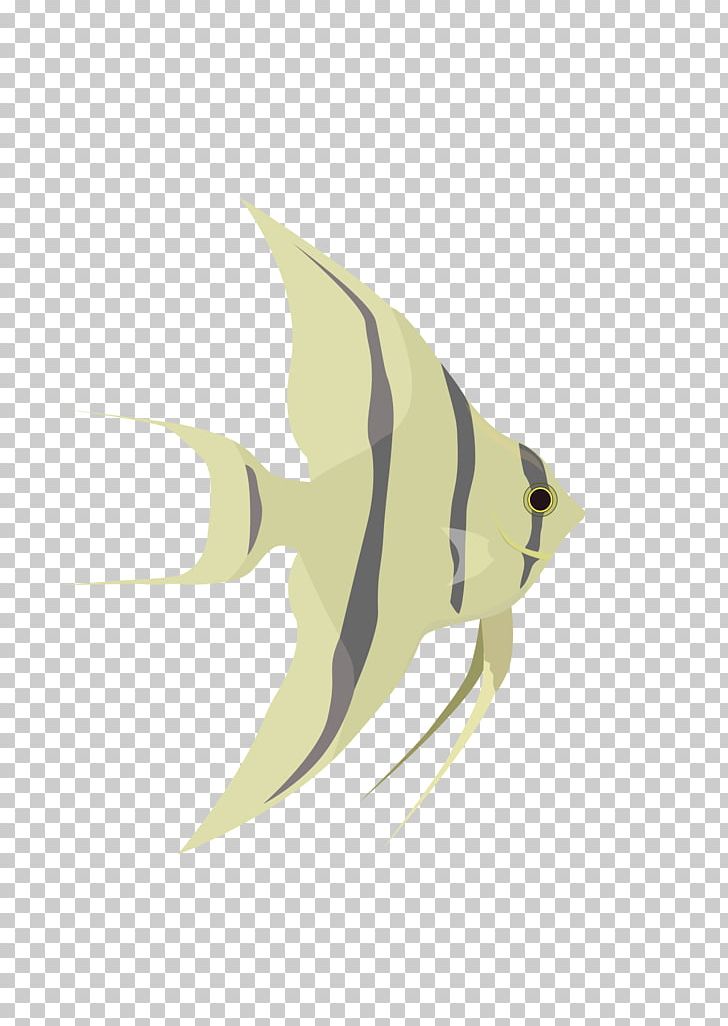 Angelfish PNG, Clipart, Angelfish, Apng, Computer Icons, Download, Drawing Free PNG Download