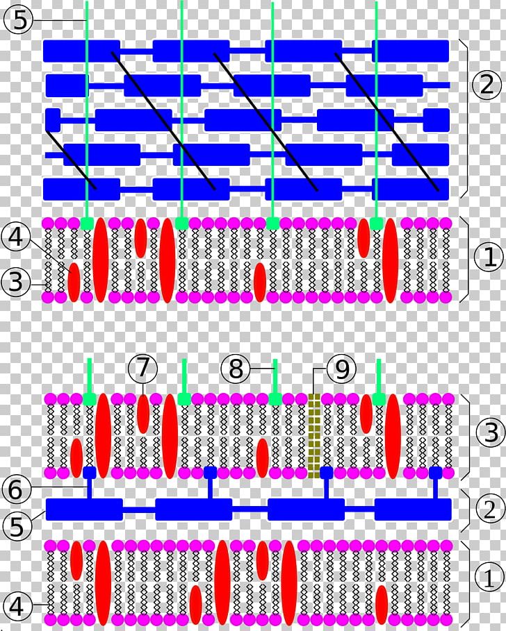 Gram-negative Bacteria Cell Wall Gram-positive Bacteria Bacterial Cell Structure PNG, Clipart, Area, Bacteria, Bacterial Cell Structure, Bacterial Outer Membrane, Cell Free PNG Download