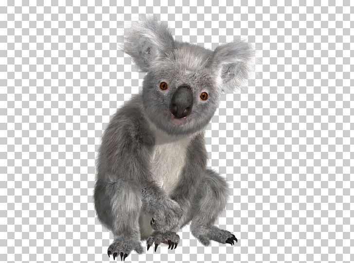Koala Australia Sloth PNG, Clipart, Animals, Australia, Carnivoran, Clip Art, Computer Icons Free PNG Download