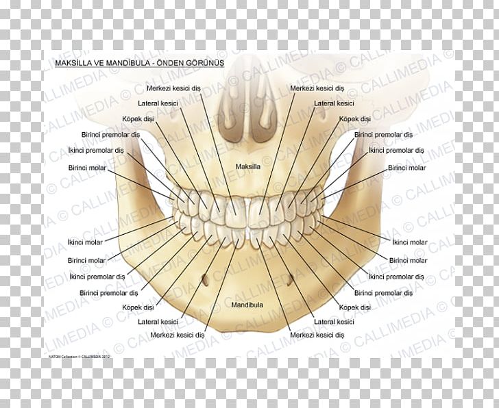 Maxilla Mandible Anatomy Bone Human Tooth PNG, Clipart, Anatomi, Anatomy, Angle, Bone, Diagram Free PNG Download