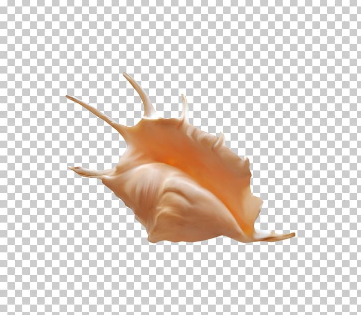 Sea Snail Conch PNG, Clipart, Beautiful, Beauty, Beauty Salon, Conch, Conch Creative Free PNG Download